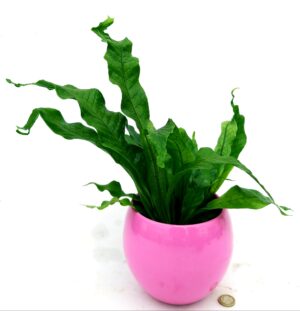 POWERS TO FLOWERS - FELCE COCCODRILLO IN VASO CERAMICA FUCSIA SFERICO, VASO 13CM, ASPLENIUM SCOLOPENDRIUM, pianta vera