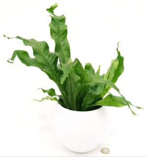 POWERS TO FLOWERS - FELCE COCCODRILLO IN VASO CERAMICA BIANCO SFERICO, VASO 13CM, ASPLENIUM SCOLOPENDRIUM, pianta vera