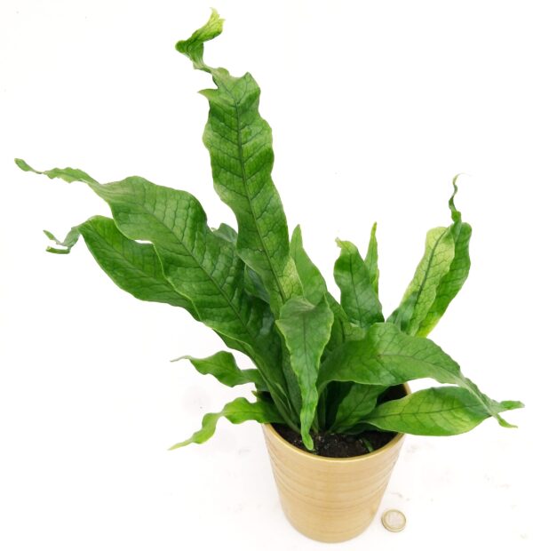 POWERS TO FLOWERS - FELCE COCCODRILLO IN VASO CERAMICA ORO, VASO 13CM, ASPLENIUM SCOLOPENDRIUM, pianta vera - immagine 2