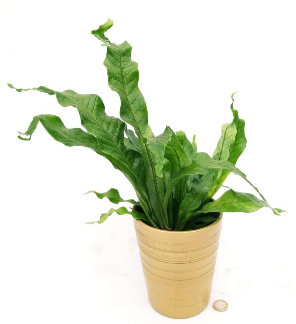 POWERS TO FLOWERS - FELCE COCCODRILLO IN VASO CERAMICA ORO, VASO 13CM, ASPLENIUM SCOLOPENDRIUM, pianta vera