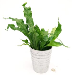 POWERS TO FLOWERS - FELCE COCCODRILLO IN VASO CERAMICA ARGENTO, VASO 13CM, ASPLENIUM SCOLOPENDRIUM, pianta vera