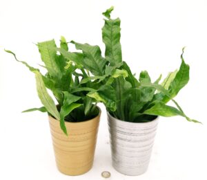 POWERS TO FLOWERS - FELCE COCCODRILLO 2 PIANTE, VASO 12CM, ASPLENIUM SCOLOPENDRIUM, pianta vera