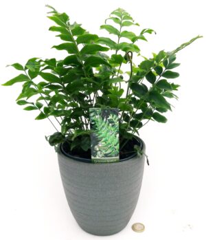 POWERS TO FLOWERS - CYRTOMIUM FALCATUM XL, FELCE DA ESTERNO, IN VASO CERAMICA ANTRACITE A RIGHE, VASO 15CM, Pianta vera