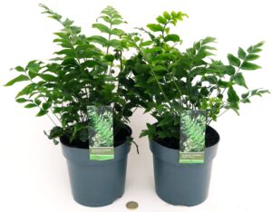 POWERS TO FLOWERS - CYRTOMIUM FALCATUM XL, FELCE DA ESTERNO, VASO 15CM, 2 PIANTE, Piante vere