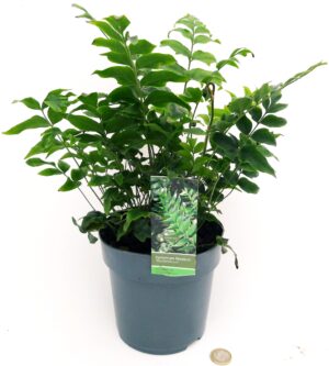 POWERS TO FLOWERS - CYRTOMIUM FALCATUM XL, FELCE DA ESTERNO, IN VASO 15CM, Pianta vera