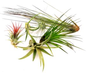 POWERS TO FLOWERS - TILLANDSIA DELL'ARIA, Set 6 Pezzi, Tillandsie, Pianta da Interno, Pianta Vera