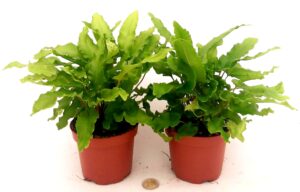POWERS TO FLOWERS - ASPLENIUM SCOLOPENDRUM PHYLLITIS, VASO 12CM, 2 PIANTE, FELCE DA ESTERNO pianta vera