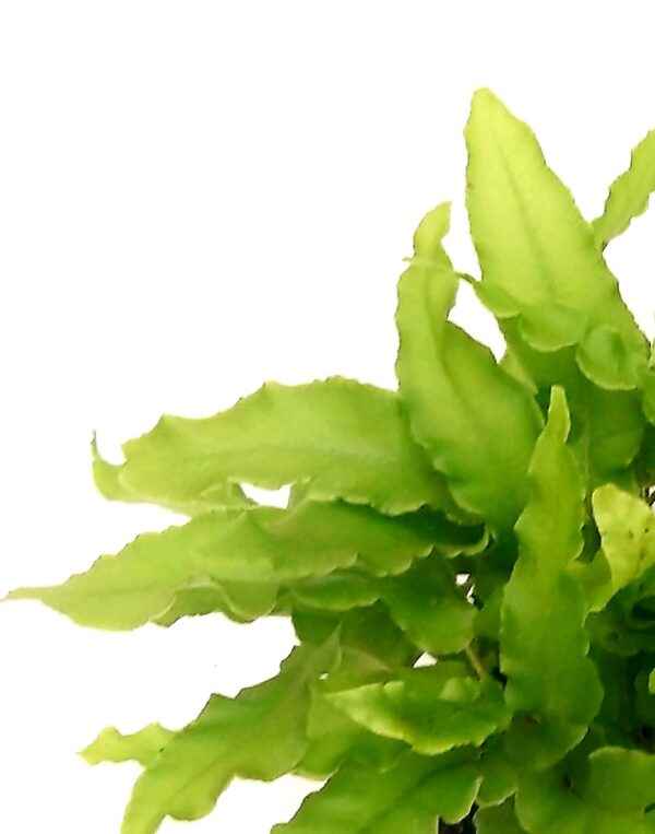 POWERS TO FLOWERS - ASPLENIUM SCOLOPENDRUM PHYLLITIS, VASO 12CM, 3 PIANTE, FELCE DA ESTERNO pianta vera - immagine 3