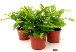 POWERS TO FLOWERS - ASPLENIUM SCOLOPENDRUM PHYLLITIS, VASO 12CM, 3 PIANTE, FELCE DA ESTERNO pianta vera