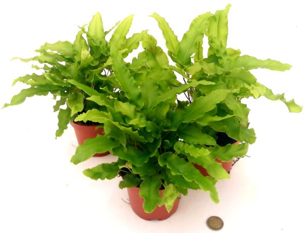 POWERS TO FLOWERS - ASPLENIUM SCOLOPENDRUM PHYLLITIS, VASO 12CM, 3 PIANTE, FELCE DA ESTERNO pianta vera - immagine 2