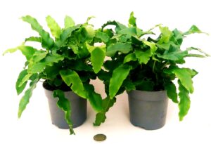 POWERS TO FLOWERS - ASPLENIUM SCOLOPENDRUM VASO 12CM, 2 PIANTE, FELCE DA ESTERNO pianta vera