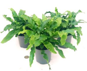 POWERS TO FLOWERS - ASPLENIUM SCOLOPENDRUM VASO 12CM, 3 PIANTE, FELCE DA ESTERNO pianta vera