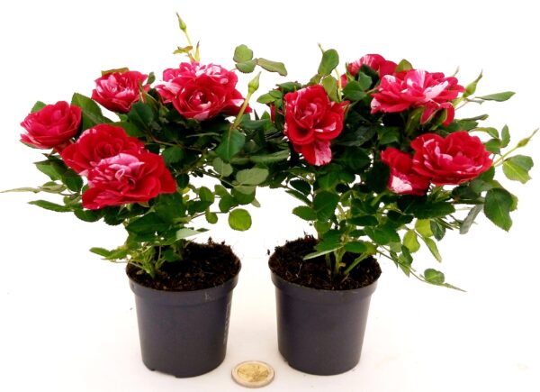 POWERS TO FLOWERS - ROSA DA GIARDINO NANA RAMPICANTE e RIFIORENTE, ROSA ROSSA BICOLORE, 2 PIANTE, VASO 8CM, piante vere