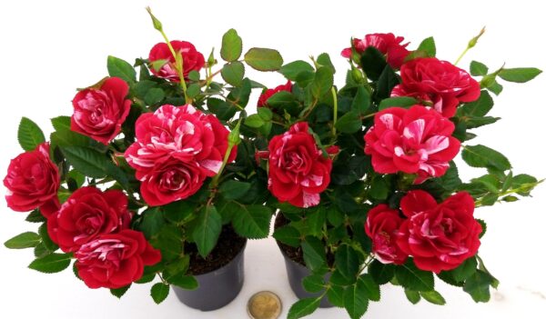 POWERS TO FLOWERS - ROSA DA GIARDINO NANA RAMPICANTE e RIFIORENTE, ROSA ROSSA BICOLORE, 2 PIANTE, VASO 8CM, piante vere - immagine 2