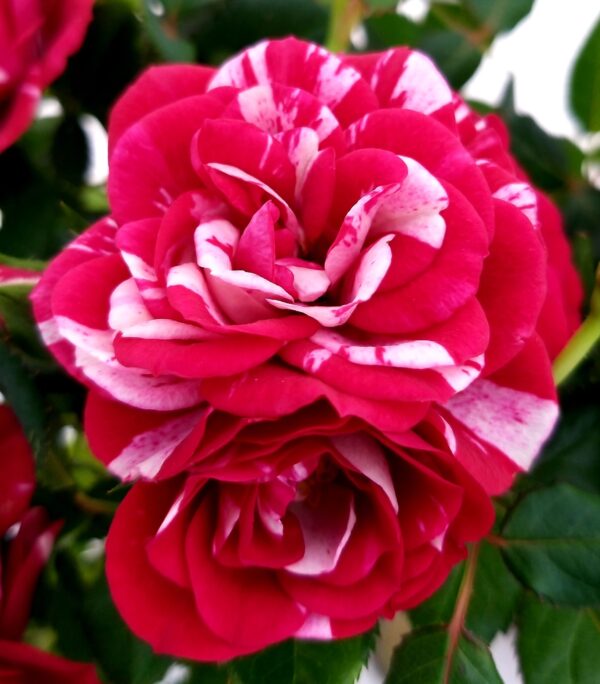 POWERS TO FLOWERS - ROSA DA GIARDINO NANA RAMPICANTE e RIFIORENTE, ROSA ROSSA BICOLORE, 2 PIANTE, VASO 8CM, piante vere - immagine 3