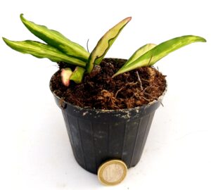 POWERS TO FLOWERS - HOYA WAYETII VARIEGATA TRICOLOR, pianta giovane, pianta vera