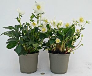 POWERS TO FLOWERS - HELLEBORUS XXL BIANCO, Elleboro, VASO 15CM, 2 PIANTE, CONSEGNATI AD INIZIO FIORITURA, Rosa di Natale, Piante vere