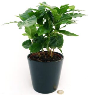 POWERS TO FLOWERS - PIANTA DEL CAFFE' DA FRUTTO, COFFEA ARABICA, IN VASO 12CM, pianta vera