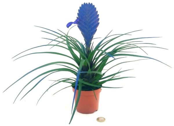 POWERS TO FLOWERS - TILLANDSIA CYANEA COLOR LIFE BLU, pianta vera