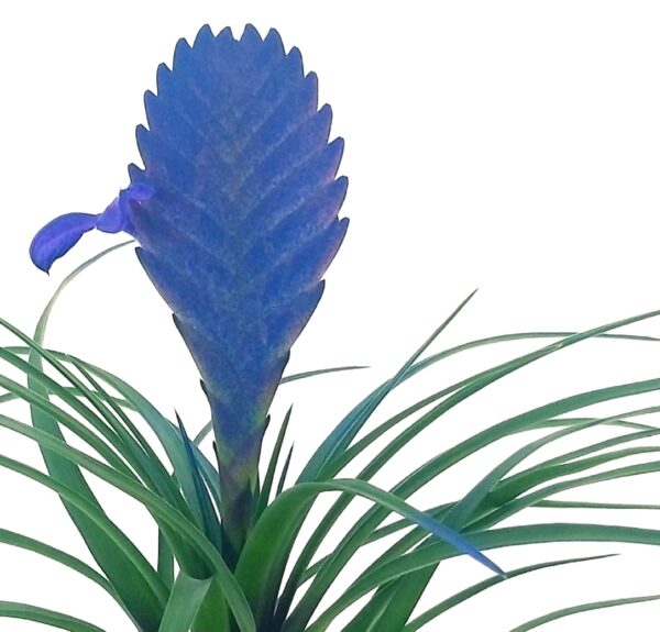 POWERS TO FLOWERS - TILLANDSIA CYANEA COLOR LIFE BLU, pianta vera - immagine 3