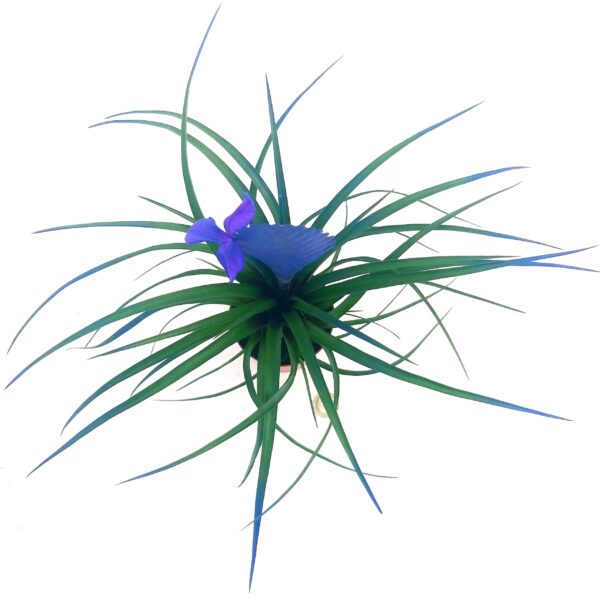 POWERS TO FLOWERS - TILLANDSIA CYANEA COLOR LIFE BLU, pianta vera - immagine 2