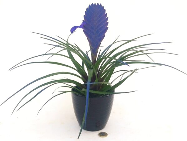 POWERS TO FLOWERS - TILLANDSIA CYANEA COLOR LIFE BLU, IN VASO CERAMICA, pianta vera