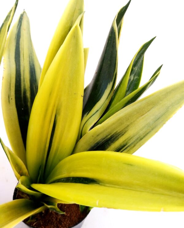 POWERS TO FLOWERS - SANSEVERIA GOLDEN FLAME IN VASO CERAMICA BIANCO SFERICO, vaso 13cm, pianta vera - immagine 3