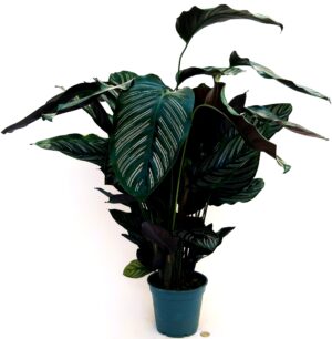 POWERS TO FLOWERS - CALATHEA ORNATA, MARANTA, vaso 19cm, pianta vera