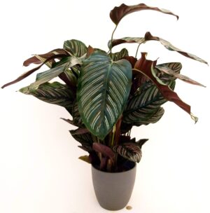 POWERS TO FLOWERS - CALATHEA ORNATA, MARANTA, IN VASO CERAMICA ANTRACITE, vaso 19cm, pianta vera
