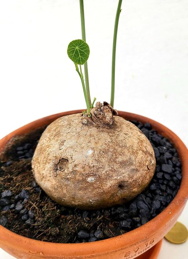 POWERS TO FLOWERS - STEPHANIA ERECTA, VASO 13CM, pianta vera - immagine 2