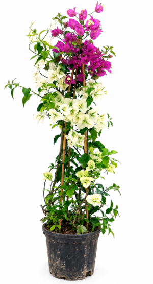 POWERS TO FLOWERS - BOUGAINVILLEA, BUGANVILLEA BICOLORE BIANCA e FUCSIA, VASO 17CM, pianta vera