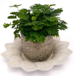 POWERS TO FLOWERS - MIMOSA PUDICA SENSITIVA IN VASO PIETRA E SOTTOVASO IN CERAMICA SATINATO, pianta vera