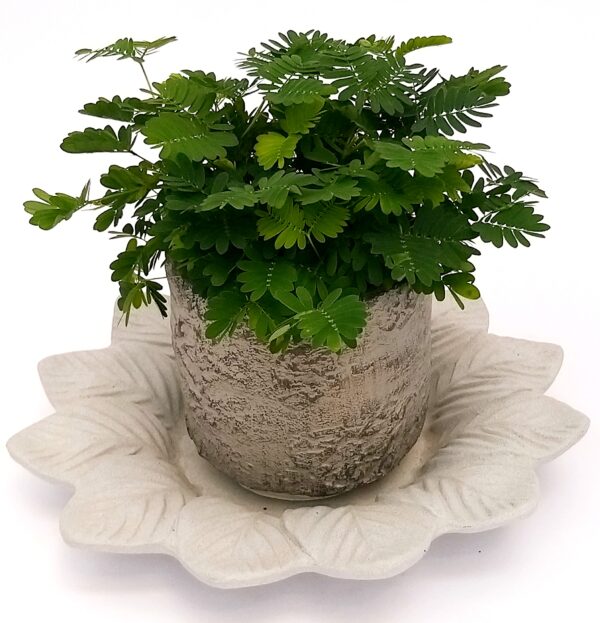 POWERS TO FLOWERS - MIMOSA PUDICA SENSITIVA IN VASO PIETRA E SOTTOVASO IN CERAMICA SATINATO, pianta vera
