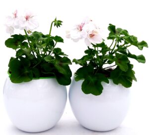 POWERS TO FLOWERS - GERANIO EDERA DOPPIO "HERCULES", PELARGONIUM 2 PIANTE IN VASO CERAMICA SFERICO 14CM, piante vere