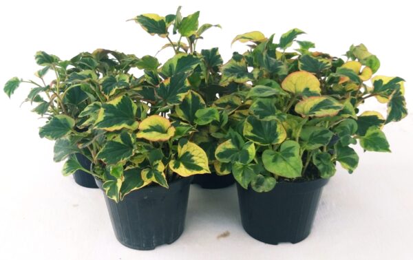 POWERS TO FLOWERS - EDERA, HOUTTUYNIA 5 PIANTE, vaso 12cm, piante vere