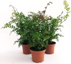 POWERS TO FLOWERS - FELCE DA ESTERNO DIDYMOCHLAENA TRUNCATULA, 3 PIANTE, VASO 13CM, piante vere