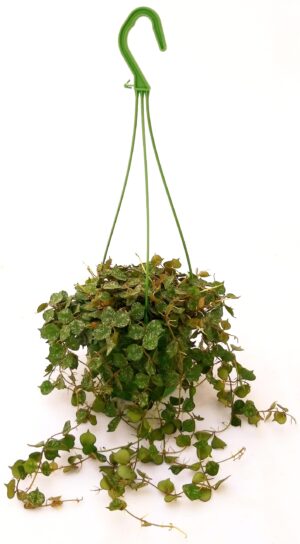 POWERS TO FLOWERS - HOYA CURTISII XL, pianta vera