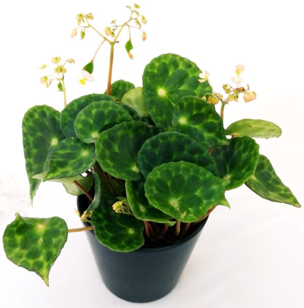 POWERS TO FLOWERS - BEGONIA KINGIANA, VASO 13CM pianta vera - immagine 2