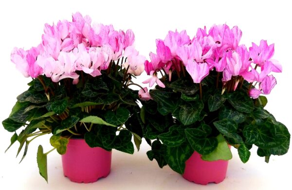 POWERS TO FLOWERS - CICLAMINO PICASSO, 2 PIANTE, VASO 12CM, piante vere