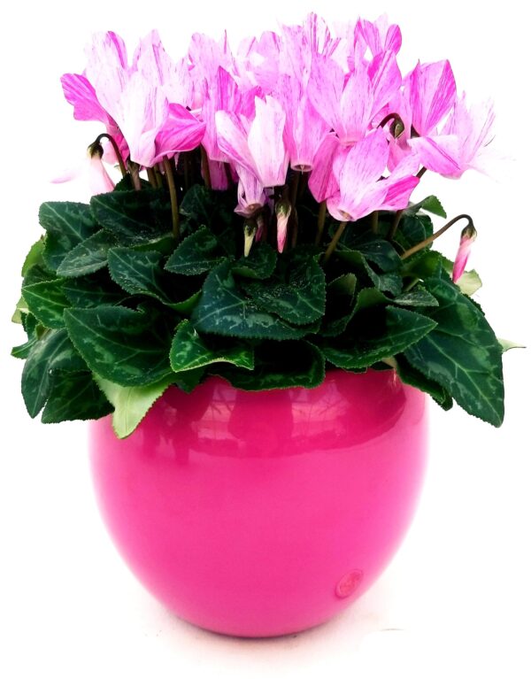 POWERS TO FLOWERS - CICLAMINO PICASSO IN VASO CERAMICA ROSA SFERICO, VASO 12CM, pianta vera - immagine 2