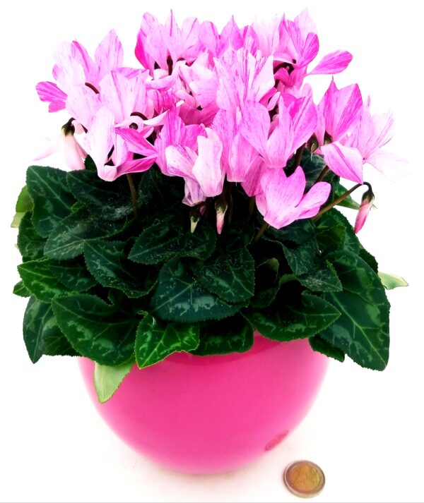 POWERS TO FLOWERS - CICLAMINO PICASSO IN VASO CERAMICA ROSA SFERICO, VASO 12CM, pianta vera