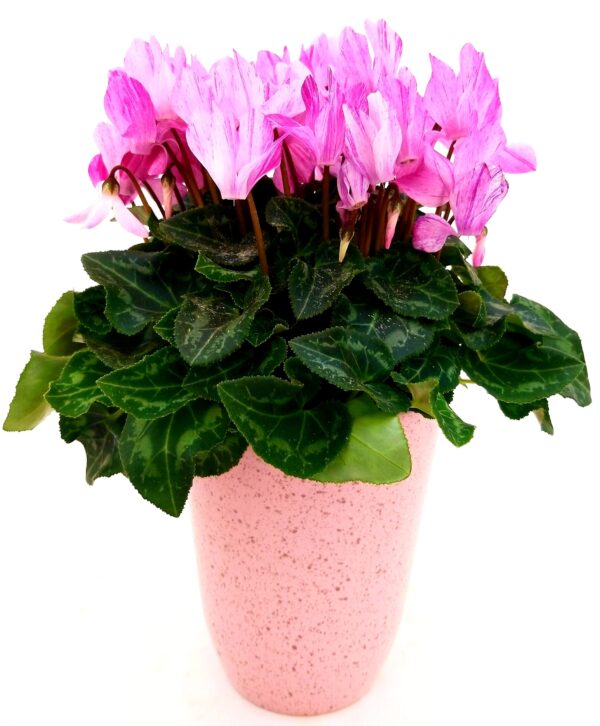 POWERS TO FLOWERS - CICLAMINO PICASSO IN VASO CERAMICA ROSA ANTICO, VASO 12CM, pianta vera