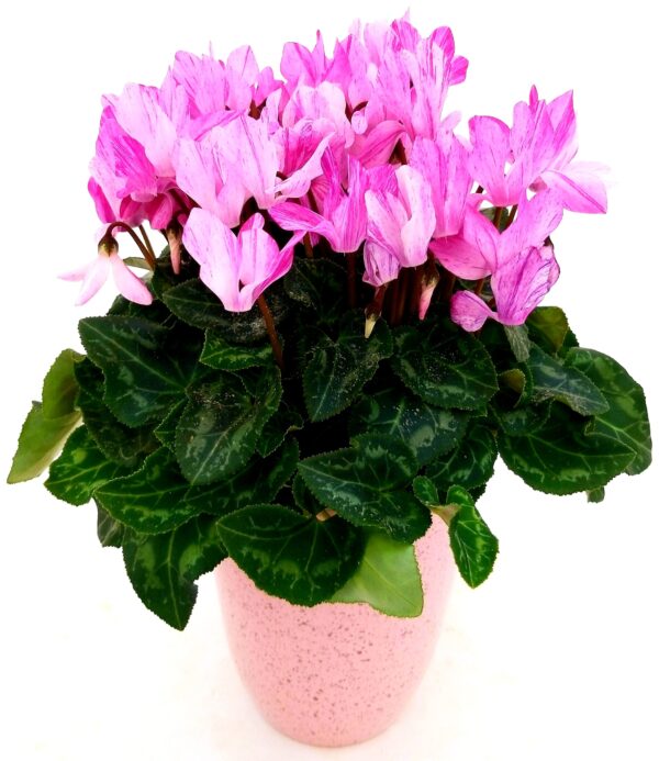 POWERS TO FLOWERS - CICLAMINO PICASSO IN VASO CERAMICA ROSA ANTICO, VASO 12CM, pianta vera - immagine 2
