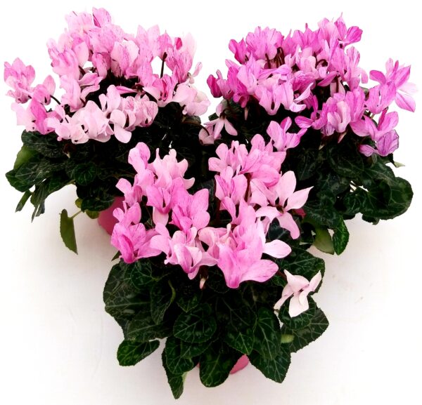 POWERS TO FLOWERS - CICLAMINO PICASSO, 3 PIANTE, VASO 12CM, piante vere - immagine 2