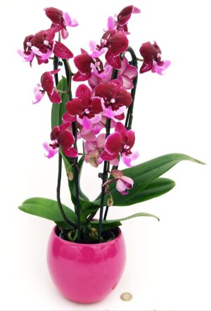 POWERS TO FLOWERS - PHALAENOPSIS AIRPODS A CASCATA, 2 STELI, IN VASO CERAMICA , pianta vera