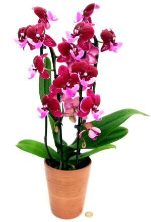 POWERS TO FLOWERS - PHALAENOPSIS AIRPODS A CASCATA, 2 STELI, IN VASO CERAMICA BRONZO, pianta vera