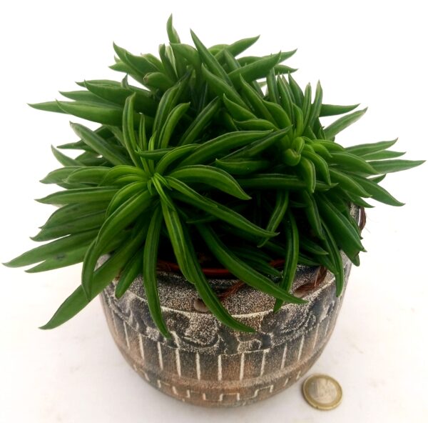 POWERS TO FLOWERS - PEPEROMIA HAPPY BEAN, IN VASO CERAMICA AFRICA, VASO 13CM, pianta vera - immagine 2