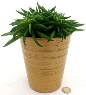 POWERS TO FLOWERS - PEPEROMIA HAPPY BEAN, IN VASO CERAMICA ORO, VASO 13CM, pianta vera