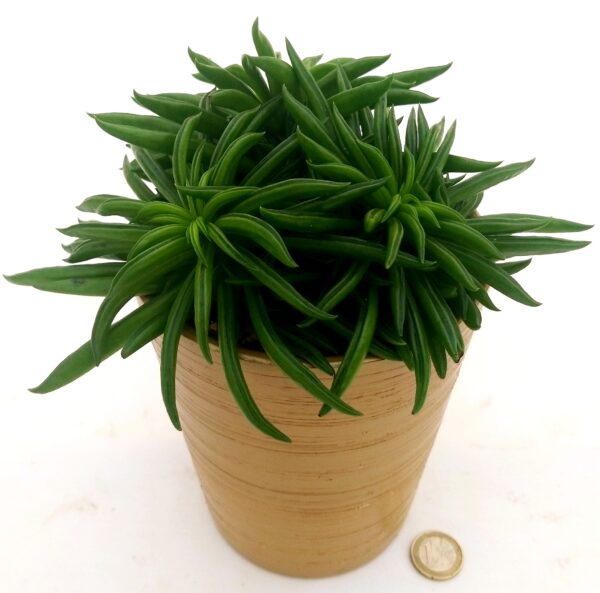 POWERS TO FLOWERS - PEPEROMIA HAPPY BEAN, IN VASO CERAMICA ORO, VASO 13CM, pianta vera - immagine 2