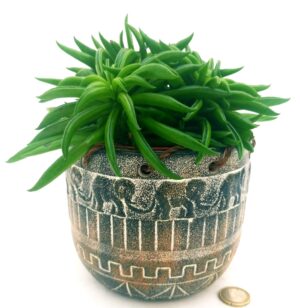 POWERS TO FLOWERS - PEPEROMIA HAPPY BEAN, IN VASO CERAMICA AFRICA, VASO 13CM, pianta vera